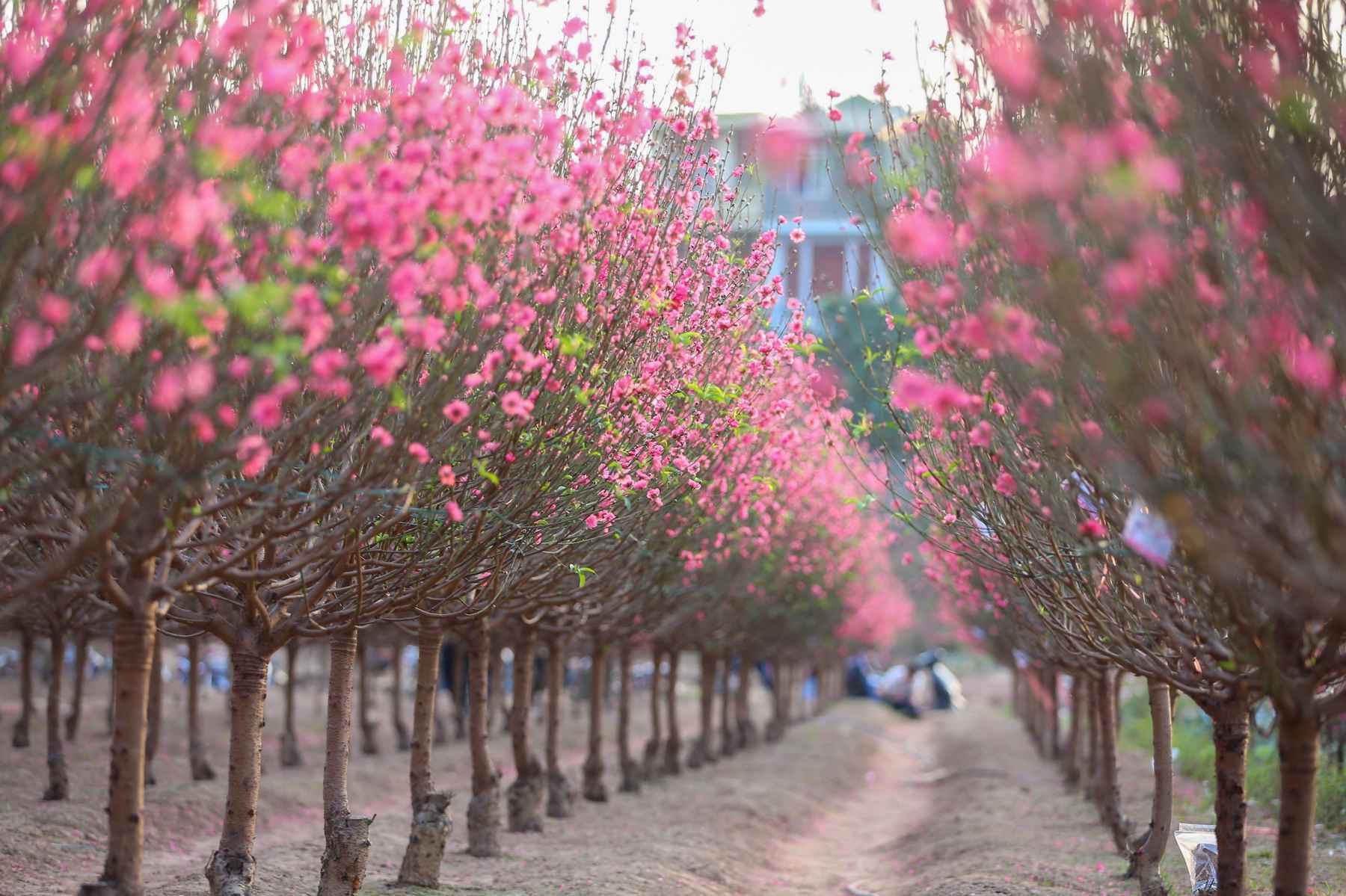 Làng đào nhật tân